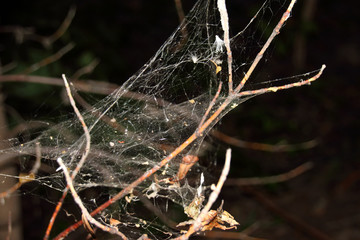 Spider web in the night forest
