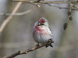 Common redpoll (Acanthis flammea)