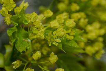 Blühender Ahornbaum