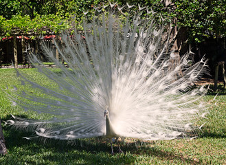 Beautiful White Male Peacock Mating Pose