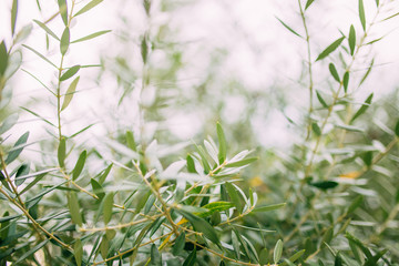 Branches and leaves of an olive tree in an olive grove in Montenegro.