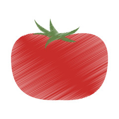 tomato fruit icon image vector illustration design  sketch style