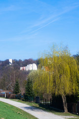 wiosenna wierzba płacząca na tle ruin i błękitnego nieba © Magdalena