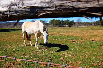 Fototapeta premium Horse looking under fence in pasture