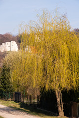 wiosenna zieleniąca się wierzba płacząca na tle ruin © Magdalena
