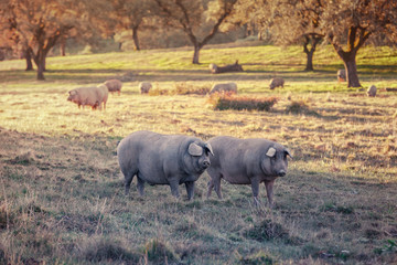 Group of Iberian pig pregnant, eating acorns in the meadow of the mountains of Aracena, Spain