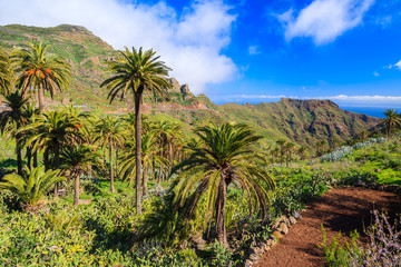 Fototapeta na wymiar Mountains and green valley with palm trees on coast of La Gomera island, Spain