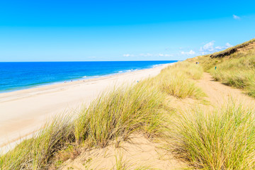 Fototapeta na wymiar Grass sand dune and view of Kampen beach, Sylt island, Germany