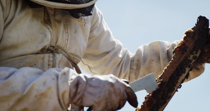 Beekeeper examining hive frame