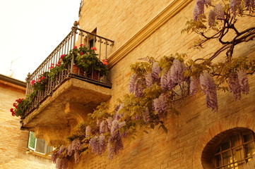 Blühende Wisteria/Blauregen na einer Hauswand
