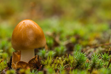 Small poisonous mushroom and moss