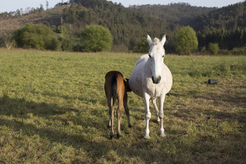 Foal and mare