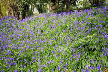 A carpet of bluebell flowers in a wood in the middle of spring with focus in the middle of the image
