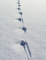 Deer track on the snow