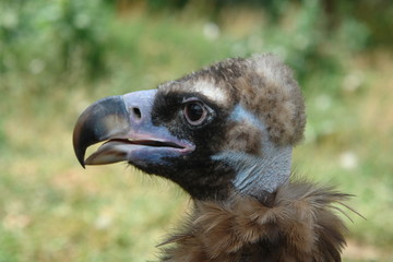 The head of the condor. Left view.