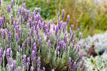 Close up of a Lavender Bush