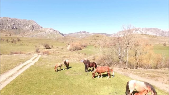 caballos en Rodiezmo 2