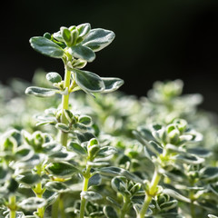 Nahaufnahme der Blätter  des Zitronen-Thymians, Thymus citriodorus