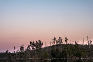 Pastel sunset over tree remains in area hit previously by forest fire at Tyresta National Park, Stockholm, Sweden