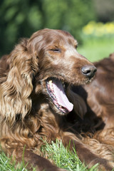 Portrait of a funny yawning Irish Setter dog
