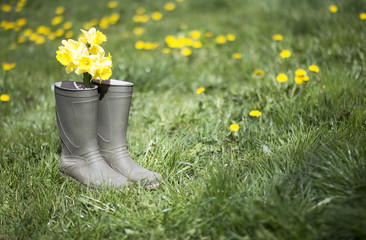 Gardening concept - green boot with yellow flowers