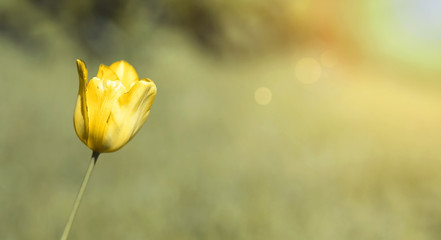 Website banner of a yellow tulip flower in spring