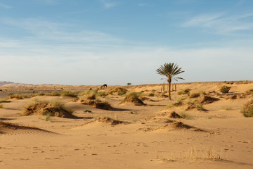 Fototapeta na wymiar Lonely palm tree in the desert