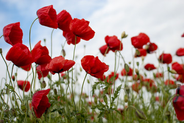 Fototapeta premium Czerwony kwiat maku w wietrzny wiosenny dzień