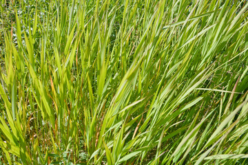 Fototapeta na wymiar Abstract background of grass.