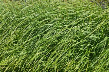 Abstract background of grass.