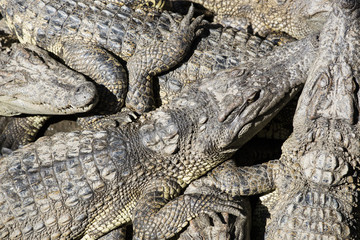 Siamese crocodiles Mekong delta in Vietnam
