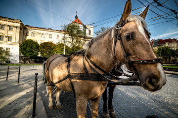 Naklejka na ściany i meble horse in old city close up