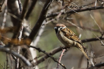 sparrow