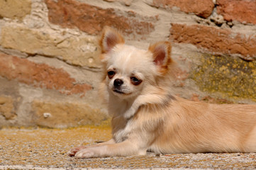 Portrait of cute chihuahua dog
