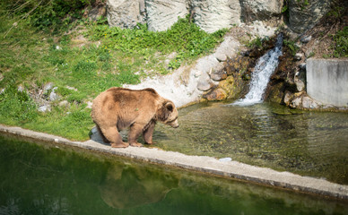 Brown bear sow standing in the Brooks River