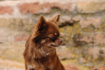Portrait of cute chihuahua dog