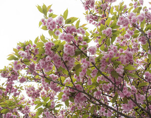 Japanische, rosa Kirschblüten im Frühling