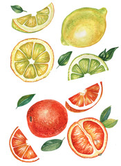   Hand drawn watercolor illustration of lemon and orange. Citrus fruits isolated on the white backolated on the white background. Can be used for wallpaper, textile,web page design, backgrounds.