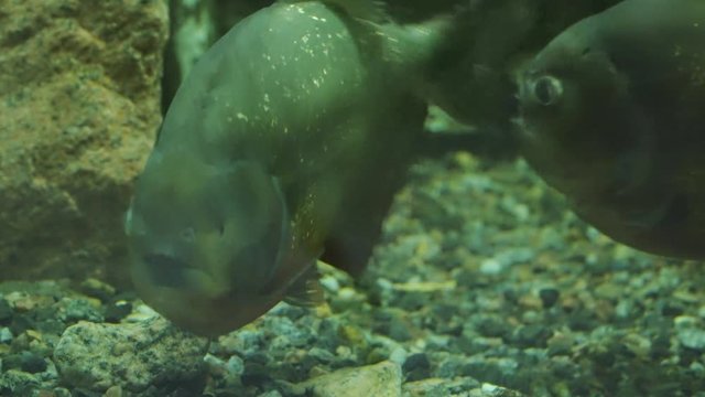 Piranhas Fish Underwater. Fish swims in front of the camera