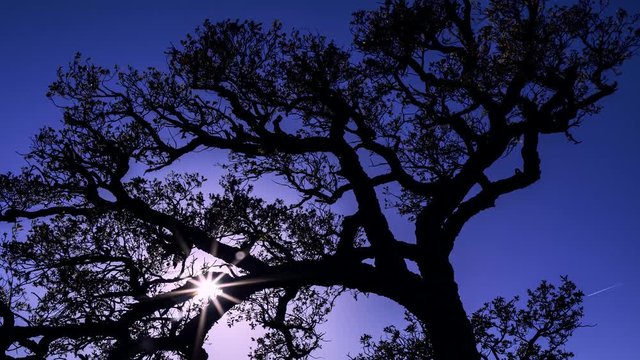 Time lapse passage su soleil entre les branches d'un arbre &agrave; contre jour