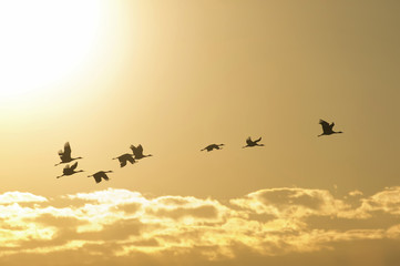 Sandhill cranes at sunset in Nebraska