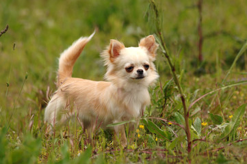 Portrait of cute chihuahua dog