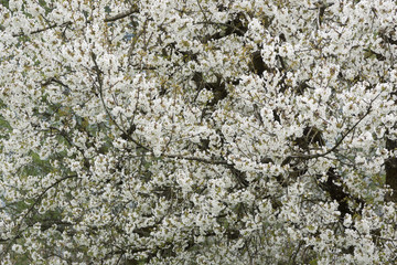 Kirschbaum in voller Blüte im Frühling