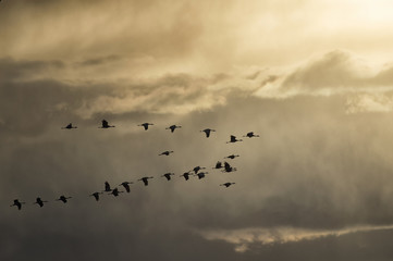 Sandhill cranes in flight during spring migration in Nebraska