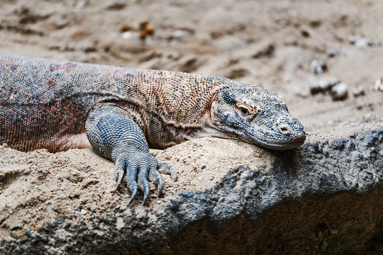 Komodo Dragon varanus in Prague Zoo lying lazy