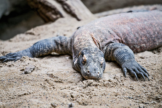Komodo Dragon varanus in Prague Zoo lying lazy
