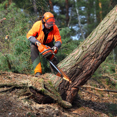 The Lumberjack working in a forest. Harvest of timber. Firewood as a renewable energy source. Agriculture and forestry theme. People at work.  - 145147688