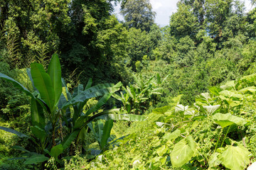 Banana palms in the rainforest