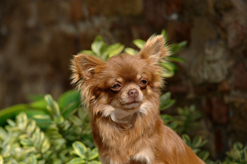 Portrait of cute chihuahua dog