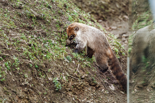 Ring tailed coatis Nasua Digs in the ground in search of food